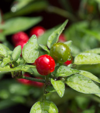 Chilli Tepin - Capsicum annuum - predaj semien - 7 ks