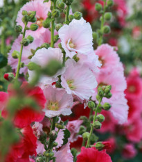 Topoľovka plnokvetá Chaters mix farieb - Alcea rosea - predaj semien - 12 ks