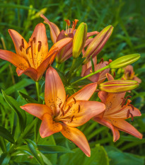 Ľalia ázijská Linda - Lilium - predaj cibuľovín - 1 ks