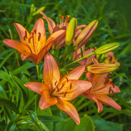 Ľalia ázijská Linda - Lilium - predaj cibuľovín - 1 ks