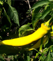 Chilli Kajenské korenie zlaté - Capsicum annuum - predaj semien - 6 ks