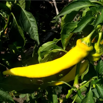 Chilli Kajenské korenie zlaté - Capsicum annuum - predaj semien - 6 ks