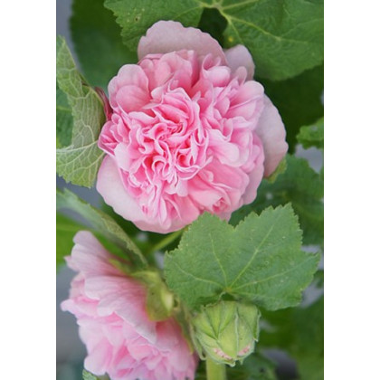 Topoľovka ružová Chaters - Alcea rosea - predaj semien -  7 ks