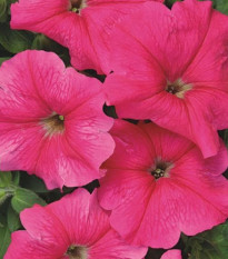 Petúnia mnohokvetá Rita F1 - Petunia hybrida - predaj semien - 30 ks