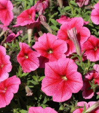 Petúnia mnohokvetá Claudia F1 - Petunia hybrida - predaj semien - 30 ks