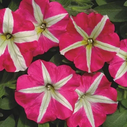 Petúnia mnohokvetá Belinda F1 - Petunia hybrida - predaj semien - 30 ks