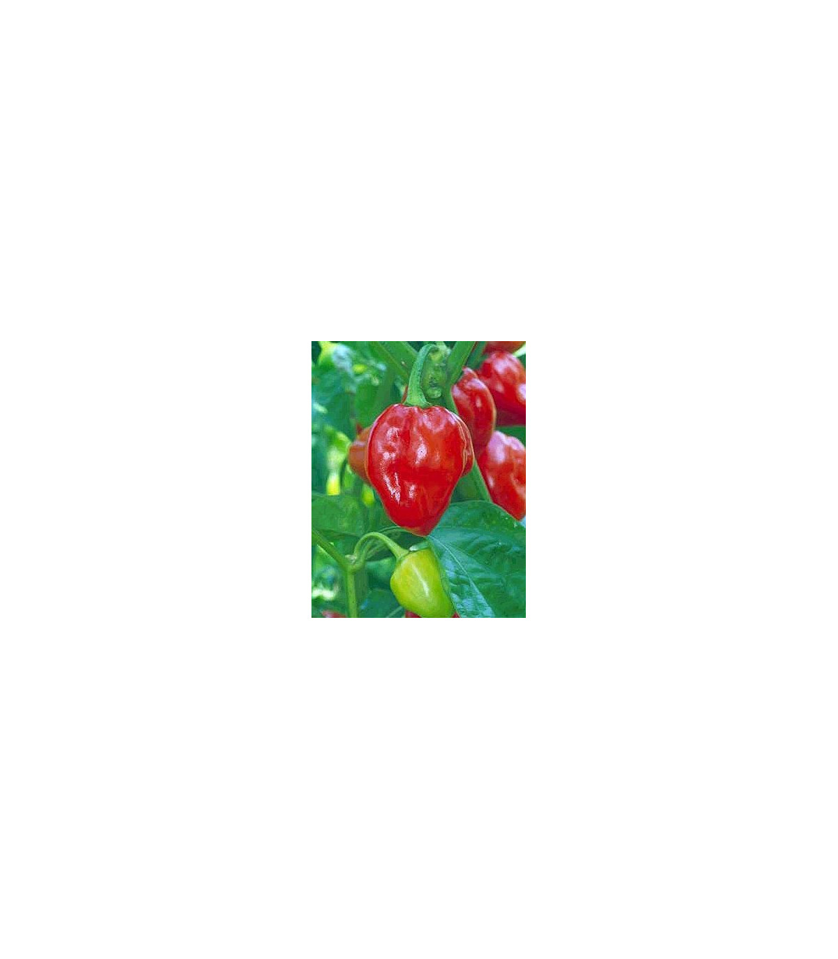 Chilli Karibské červené - semená chilli - papričky - 6 ks
