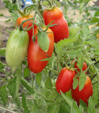 Bio paradajka San Marzano - Solanum lycopersicum - predaj bio semien - 7 ks