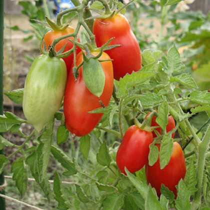Bio paradajka San Marzano - Solanum lycopersicum - predaj bio semien - 7 ks