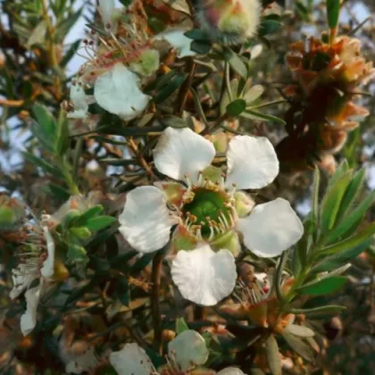 Woolly Tea-Tree - Leptospermum Lanigerum - 20 ks