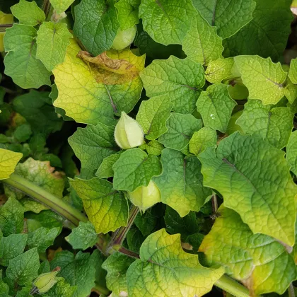 Machovka srienistá Ananas - tomatillo - Physalis pruinosa - semienka - 5 ks