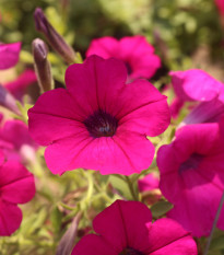 Petúnia Purple Velvet F1 - Petunia hybrida nana - predaj semien - 12 ks