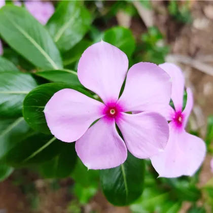 Katarant Lavender F1 - Catharanthus - predaj semien - 30 ks