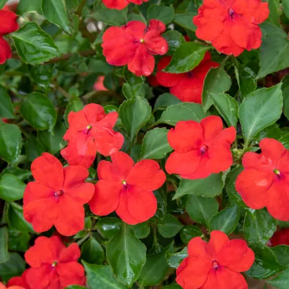 Katarant Red F1 - Catharanthus - predaj semien - 30 ks