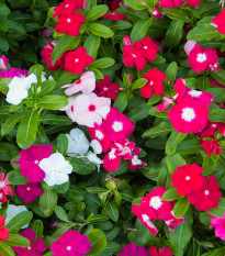 Katarant mix F1 - Catharanthus - predaj semien - 30 ks