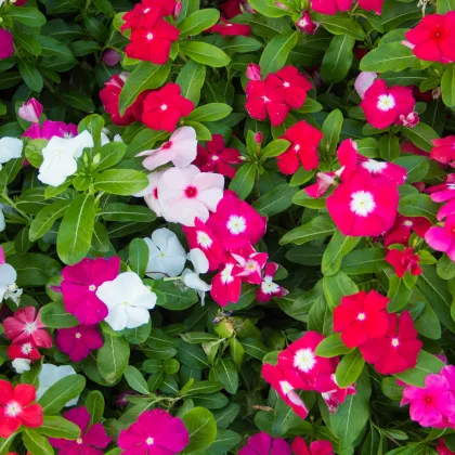 Katarant mix F1 - Catharanthus - predaj semien - 30 ks