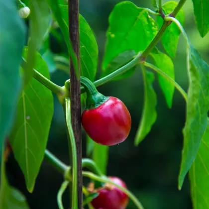 Chilli Cherry Bomb - Capsicum annuum - predaj semien - 6 ks