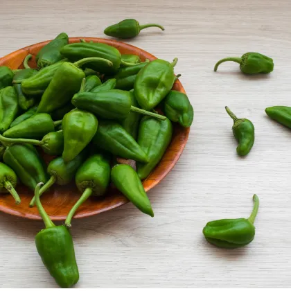 Chilli Pimientos de Padron - Capsicum annuum - predaj semien - 7 ks