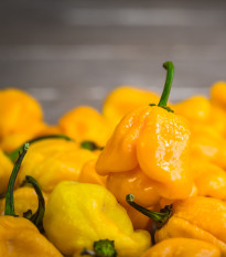 Chilli Trinidad Scorpion Butch žlté - Capsicum chinense - predaj semien - 5 ks