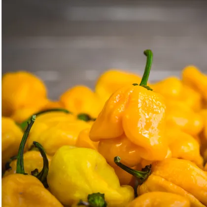 Chilli Trinidad Scorpion Butch žlté - Capsicum chinense - predaj semien - 5 ks