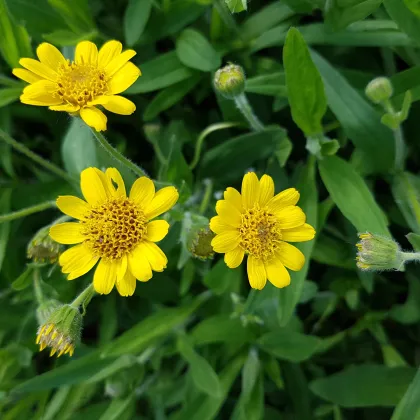 Arnika liečivá - Arnica chamissonis - semiačka - 13 ks