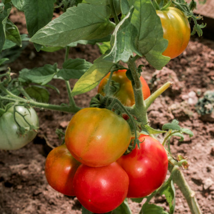 Bio kolíková paradajka Taste F1 - Solanum lycopersicum - predaj bio osiva - 10 ks