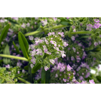 Saturejka záhradná - Satureja hortensis - semiačka - 300 ks
