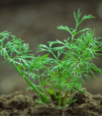 Bio kôpor voňavý Hera - Anethum graveolens - predaj bio semien - 400 ks