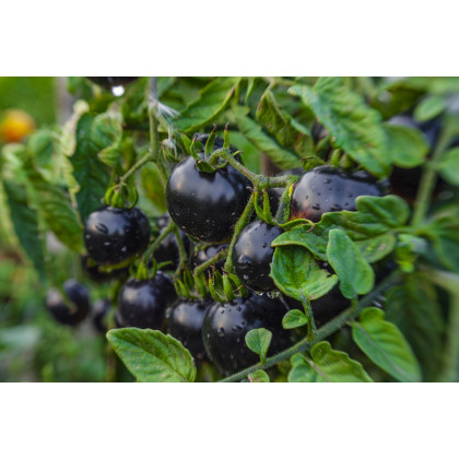 Paradajka Indigo Blue Berries - Solanum lycopersicum - Predaj semien rajčiaka - 7 ks