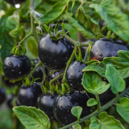 Paradajka Indigo Blue Berries - Solanum lycopersicum - Predaj semien rajčiaka - 7 ks