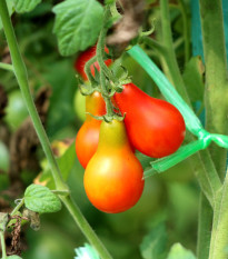 Paradajka Červená hruška - Solanum lycopersicum - Semená rajčiaka - 7 ks