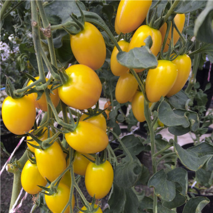 Paradajka Tom Yellow - Solanum lycopersicum - Semená previsnutých rajčiakov - 8 ks