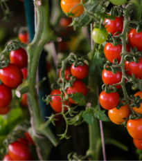 Previsnutá paradajka Tom Red - Solanum lycopersicum - Semená rajčiaka - 8 ks