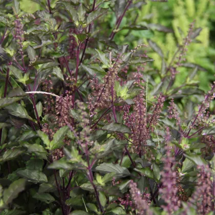 Bazalka posvätná červená - Ocimum tenuiflorum - Holy red Basil - semiačka - 30 ks