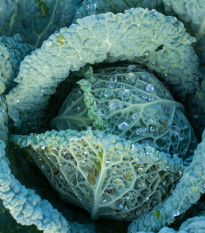 Kel hlávkový neskorý Langedijský - Brassica oleracea - semiačka - 160 ks