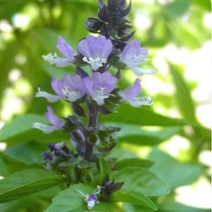 Bazalka škoricová - Ocimum basilicum - semiačka - 50 ks