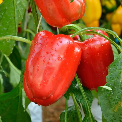 Paprika Bendigo F1 - Capsicum annuum - semienka - 5 ks