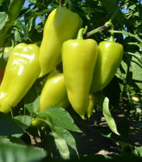 Paprika zeleninová PCR - Capsicum annuum - semienka - 80 ks