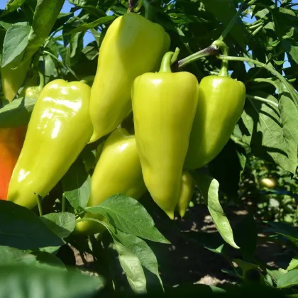 Paprika zeleninová PCR - Capsicum annuum - semienka - 80 ks