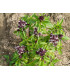 Bazalka thajská - Ocimum basilicum var. thyrsiflora - semiačka - 50 ks