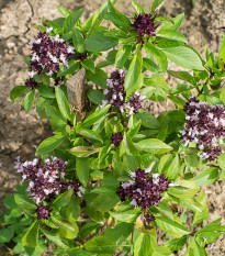 Bazalka thajská - Ocimum basilicum var. thyrsiflora - semiačka - 50 ks