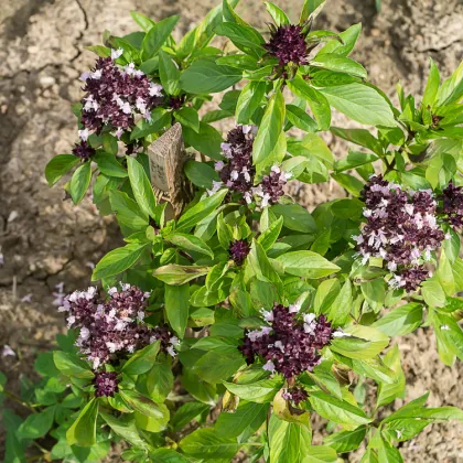 Bazalka thajská - Ocimum basilicum var. thyrsiflora - semiačka - 50 ks