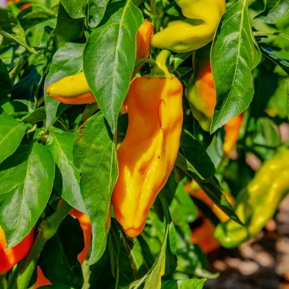 Paprika oranžová Ornela - Capsicum annuum - semienka - 50 ks