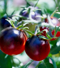 Paradajka Artisan Purple Bumble Bee - Solanum lycopersicum - Semená rajčiaka - 5 ks