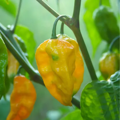 Chilli Habanero Lemon - Capsicum chinense - semienka - 10 ks