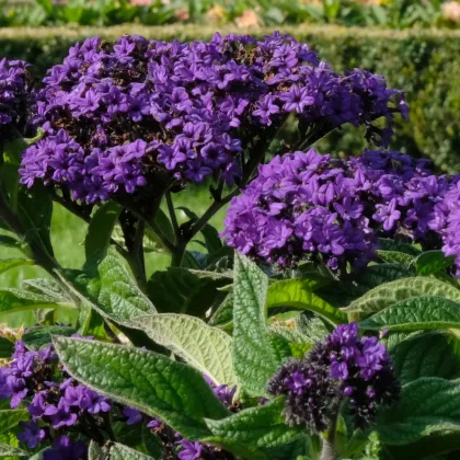 Skrutec peruánsky Marine - Heliotropium arborescens - semienka - 40 ks