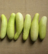 Uhorka šalátová Martini F1 - Cucumis sativus - semienka - 10 ks