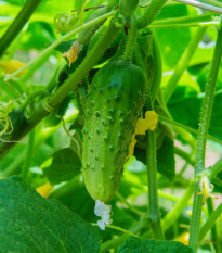 Uhorka nakladačka Dafne F1 - Cucumis sativus - semienka - 20 ks