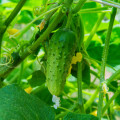 Uhorka nakladačka Dafne F1 - Cucumis sativus - semienka - 20 ks