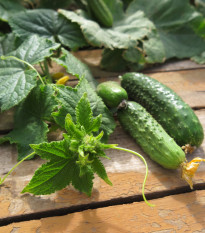 Uhorka nakladačka Harriet F1 - Cucumis sativus - semienka - 20 ks